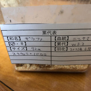 ギラファノコギリクワガタ　♂♀セット　未使用の画像