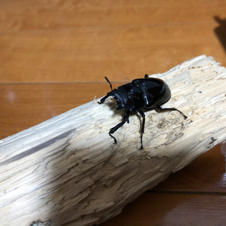 ギラファノコギリクワガタ　♂♀セット　未使用