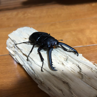 ギラファノコギリクワガタ　♂♀セット　未使用の画像