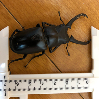 ギラファノコギリクワガタ　♂♀セット