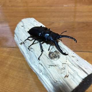 ギラファノコギリクワガタ　♂♀セットの画像