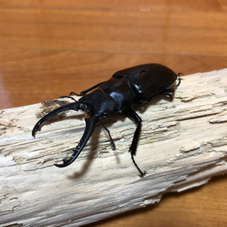 ギラファノコギリクワガタ　♂♀セットの画像