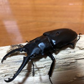 ギラファノコギリクワガタ　♂♀セットの画像