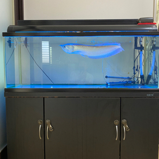 1200水槽（生体セット）