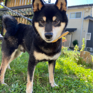 イケメンの柴犬　サツマくん