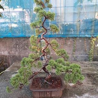 文人盆栽
