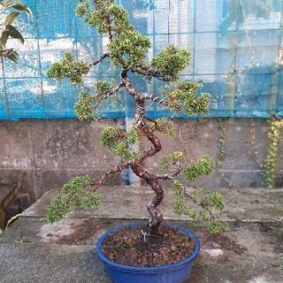 文人盆栽の画像