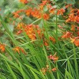 【終了/有難うございました‼】鉢植え ヒメヒオウギスイセン 姫檜...