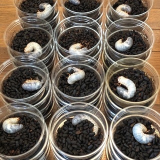 国産カブト虫の幼虫　2匹〜６匹セット(無料)