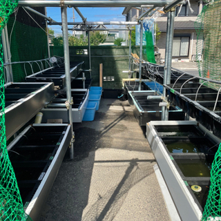 🐟ぴろきのメダカ小屋からのお知らせ🐟