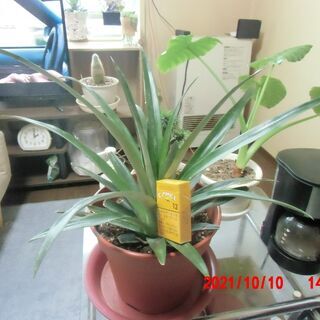 パイナップルの苗木セット　成長しました（追記）の画像