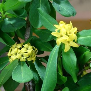 大覆輪沈丁花前島と沈丁花 夏坊主の2鉢での画像
