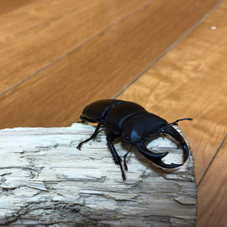能勢YG血統オオクワガタ♂単体　70ミリの画像