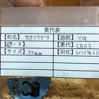 能勢YG血統オオクワガタ♂単体　70ミリの画像