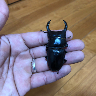 能勢YG血統オオクワガタ♂単体　70ミリの画像