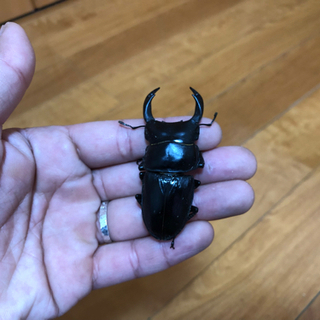 能勢YG血統オオクワガタ♂単体　70ミリの画像