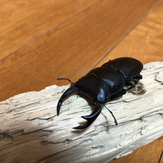 能勢YG血統オオクワガタ♂単体　70ミリの画像