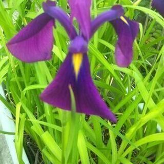 ノハナショウブ 花菖蒲 2株 野生種 落葉性多年草
