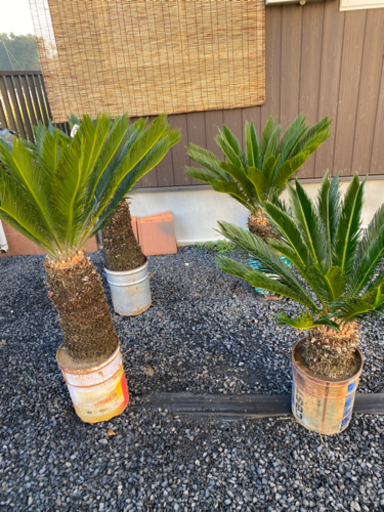 ソテツ☆蘇轍★南国風　シンボルツリー　庭木　ヤシ