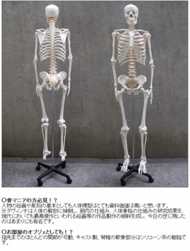 等身大の人体の骨格をリアルに表現！人体骨格模型 約166cm