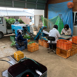 埼玉県川越市で農業のアルバイト募集❗️の画像