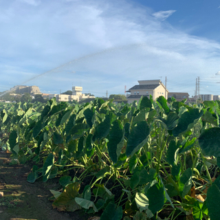 埼玉県川越市で農業のアルバイト募集❗️の画像