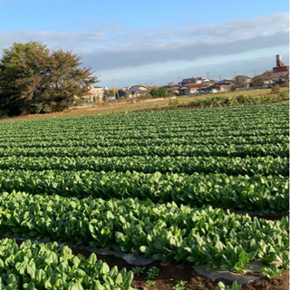埼玉県川越市で農業のアルバイト募集❗️の画像