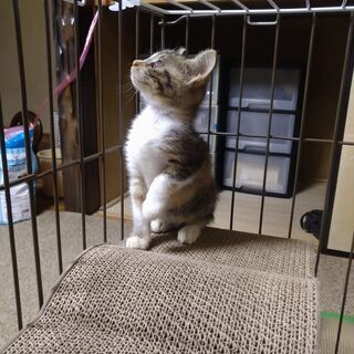 8月末頃産まれた三毛トラちゃん