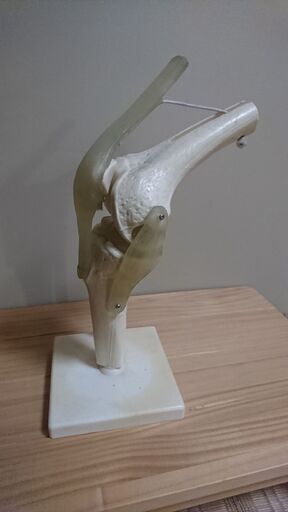 珍しい人体模型(右膝)