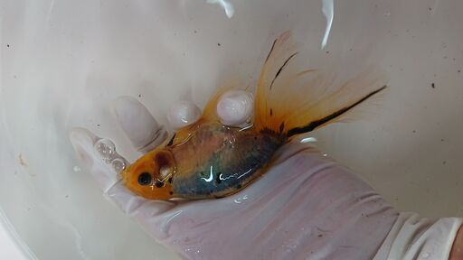 天青　3歳　オス