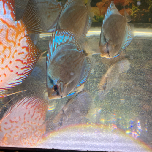 ディスカス　ブルー系　9匹まとめて売ります。多少の値下げ可！！