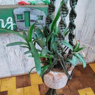 【観葉植物】　ブロメリア