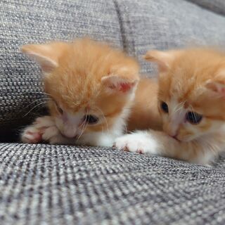 ♡かわいい２匹の子猫の里親募集中です。 − 沖縄県