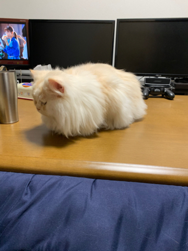 こたつ