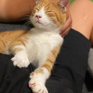 野良猫の子猫、個性的なお顔の茶虎さん、里親様募集です、去勢は負担します