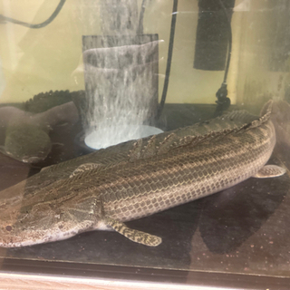 ビキールビキール　コリバ　ラプラディ　６匹まとめての画像