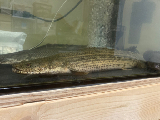 ビキールビキール　コリバ　ラプラディ　６匹まとめて