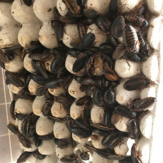 デュビア成虫