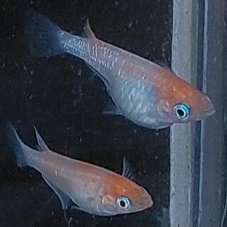 女雛紅白から産まれた稚魚 10匹