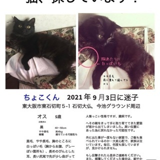 迷い猫探し★チラシを貼ってください