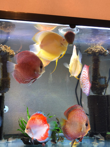 ディスカス超激安引退セット(熱帯魚水槽)