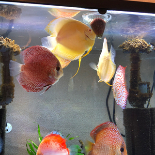 ディスカス超激安引退セット(熱帯魚水槽)