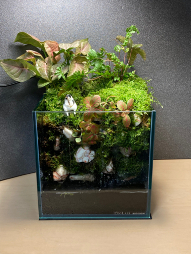 ☆杜のメダカ☆★熱帯魚飼育にコケリウム・テラリウム完成品★ 20水槽ポンプ付き