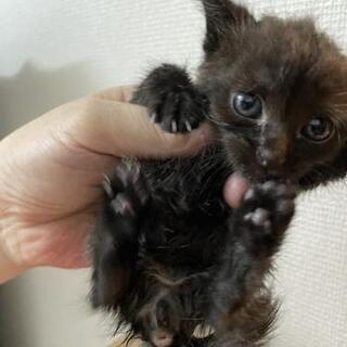 ちまちま子猫ちゃん