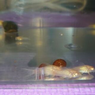 【残り数匹】【手渡し】白コリドラス約2cm