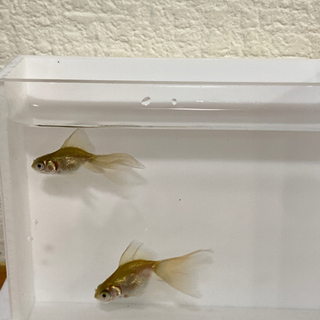 ロングテールでめきん【長い尾】の出目金の子ども❤️金魚❤️瑪瑙-めのう-色❤️3匹500円の画像