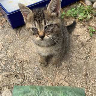 生後1か月くらいの子猫5匹
