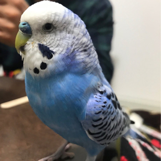 青色のセキセイインコを探しています