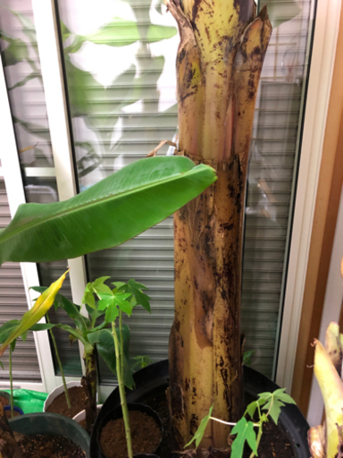 アイスクリームバナナ巨大苗