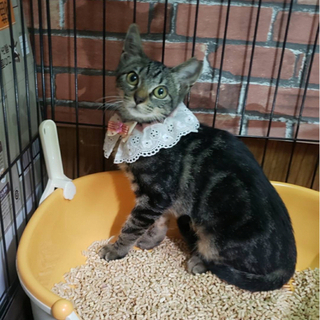 アメショー柄の美人猫あつみちゃん　抱っこできます！4ヶ月　
